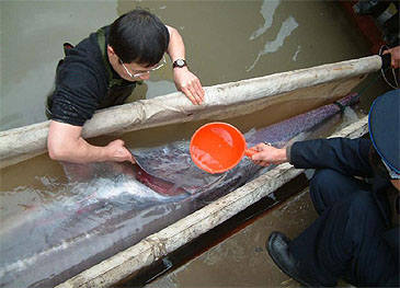 51_Qiwei Wei_Chinese Paddlefish_Psephurus gladius.jpg